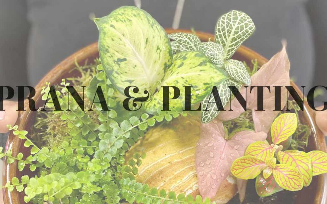 Prana & Planting Workshop – Lynette Greenaway & Jaqueline Winston-Silk